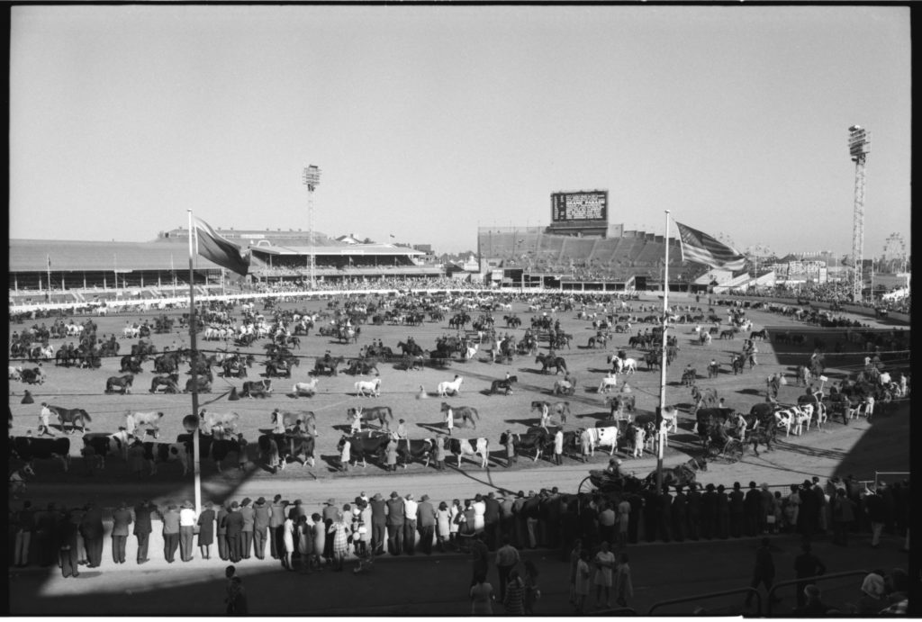 Black and white photograph showing a large arena with rows of horses and cattle being ridden or lead around in circles. In the foreground spectators are watching and in the background are grandstands.